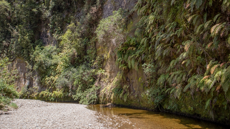 Red Jacks Creek Bluff